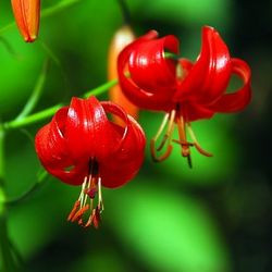 Lilium Pumilum, Coral Lily, Low Lily, Siberian Lily, Lipstick Lily, Siberian Coral Lily, Tom Thumb Lily, Coral Lilies, Low Lilies, Siberian Lilies, Wild Lilies, Showy Lilies, Red Lilies, Lily flower, Lily Flower